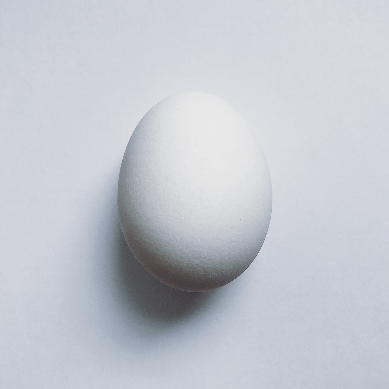 egg